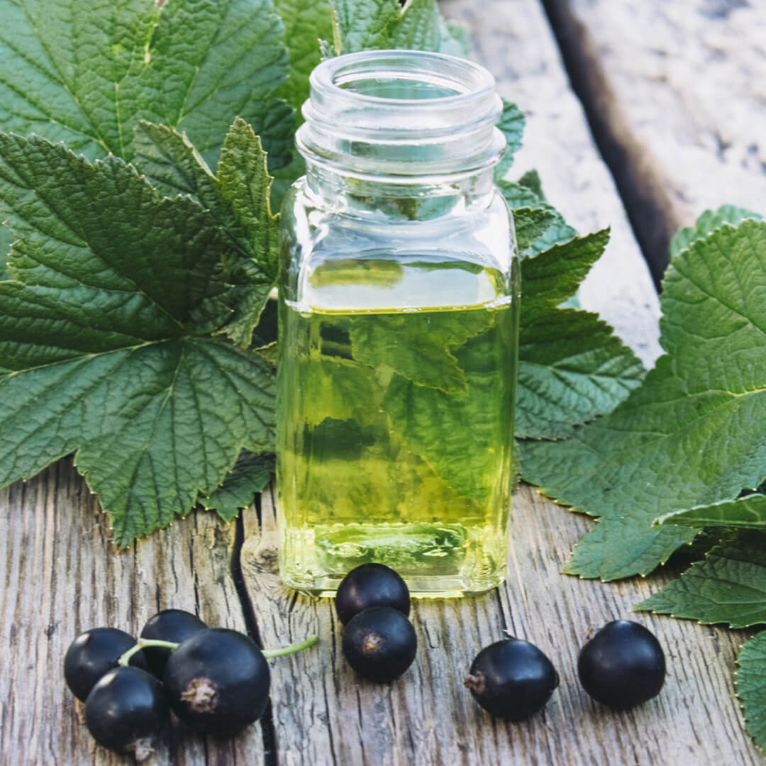 Here Are Some Technical Details About Black Currant Oil

