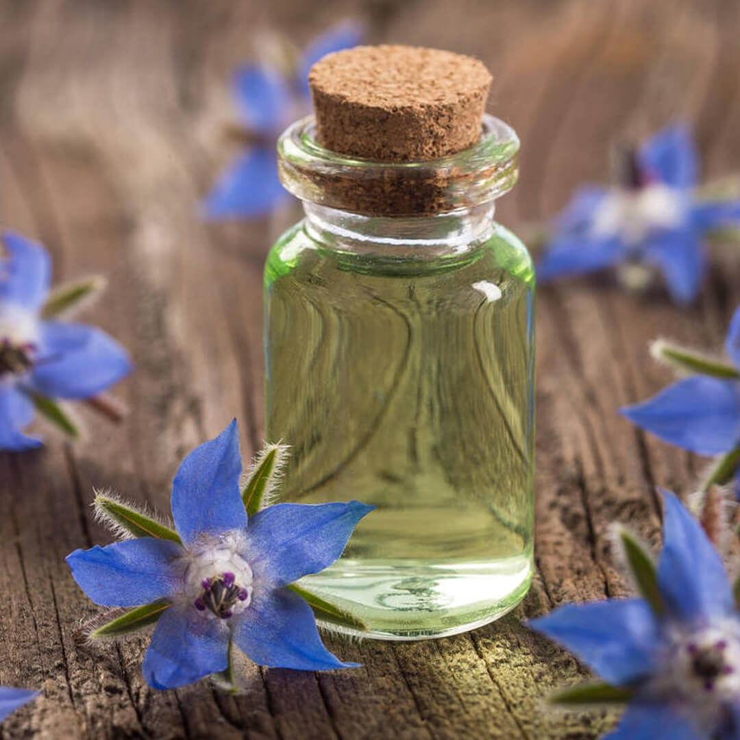 Here Are Some Technical Details About Borage Oil
