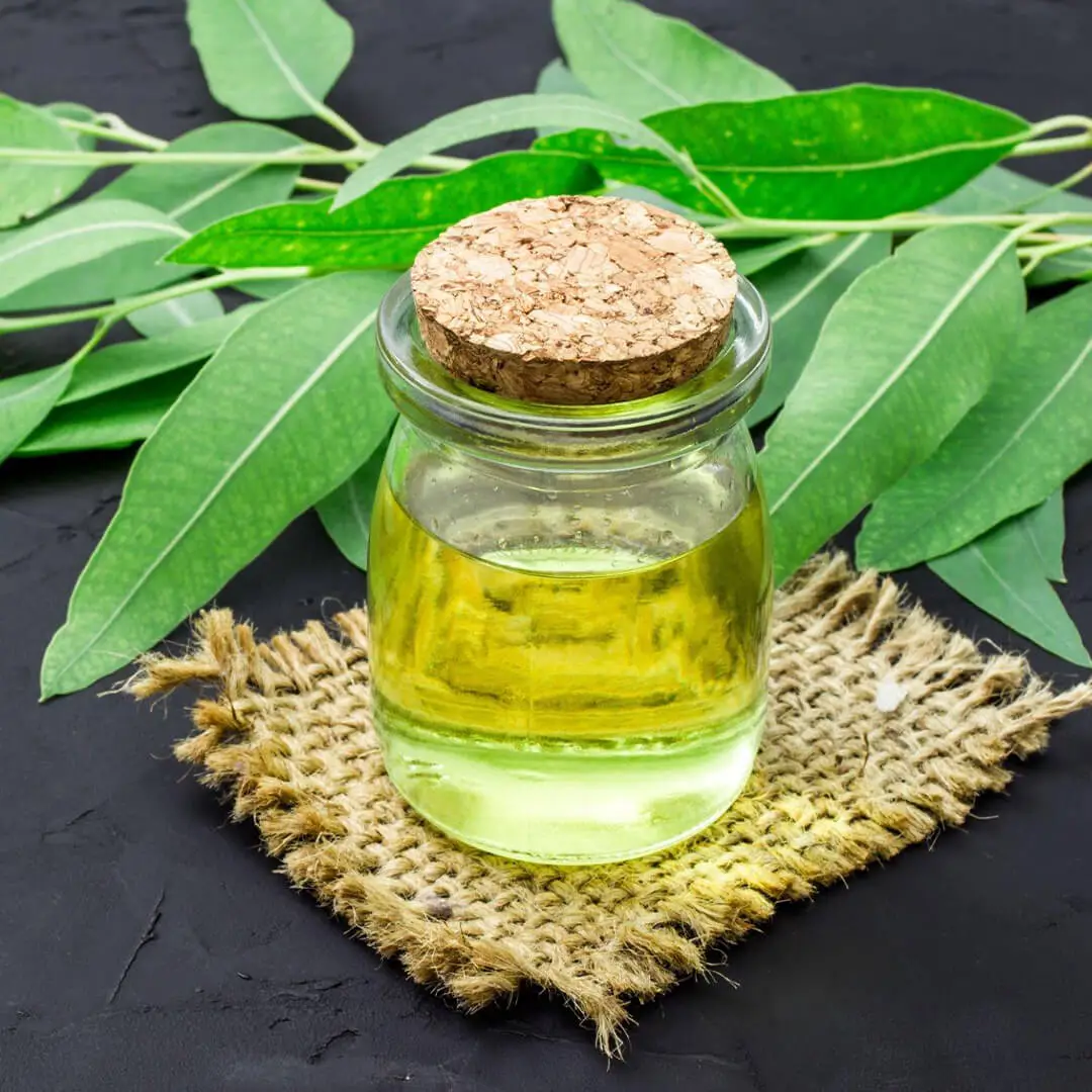 Here Are Some Technical Details About Eucalyptus Oil
