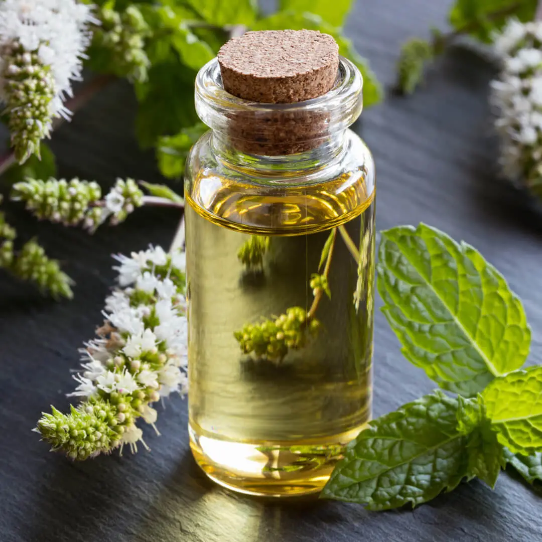 Here Are Some Technical Details About Peppermint Oil
