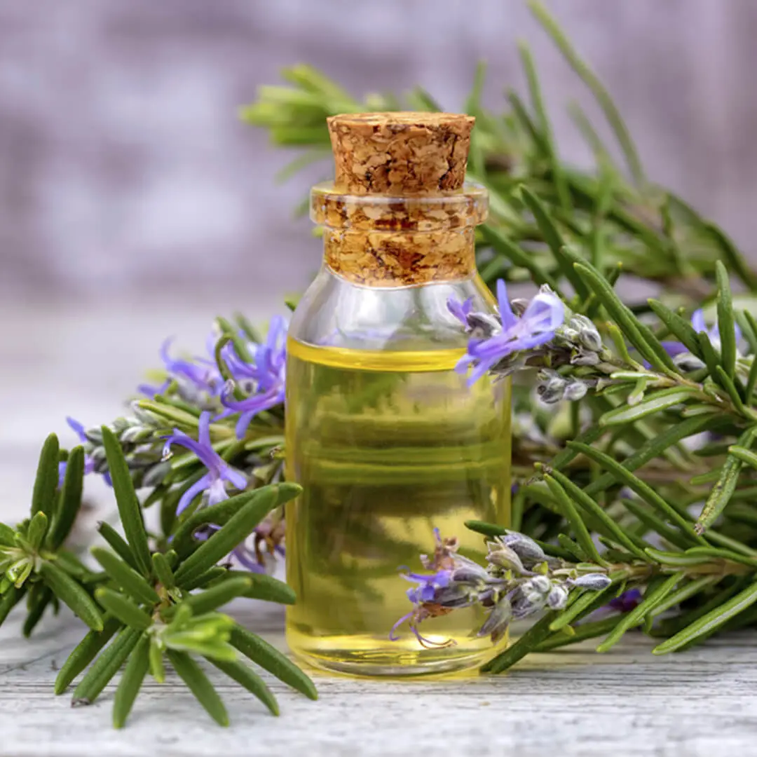 Here Are Some Technical Details About Rosemary Oil
