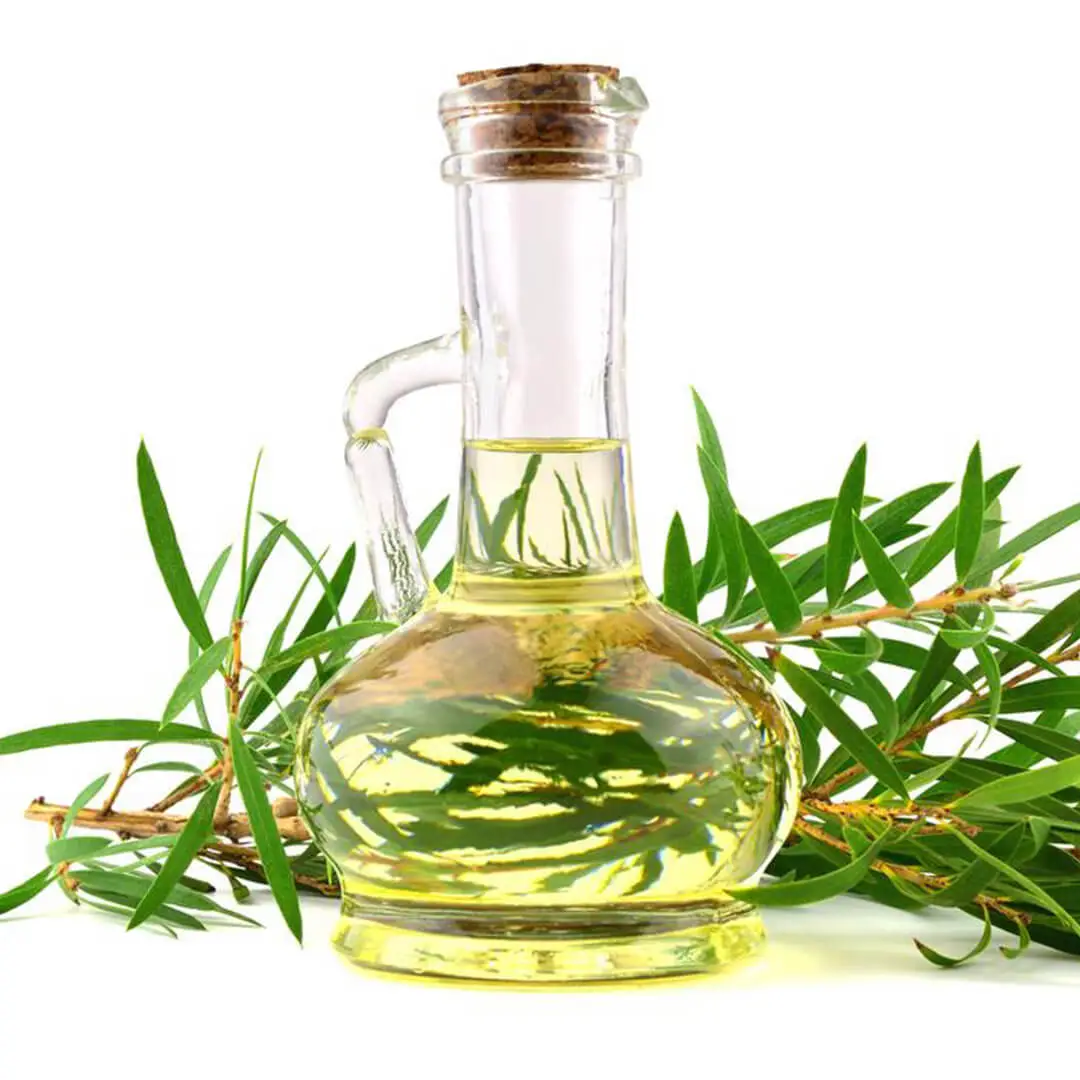 Here Are Some Technical Details About Cajeput Hydrosol