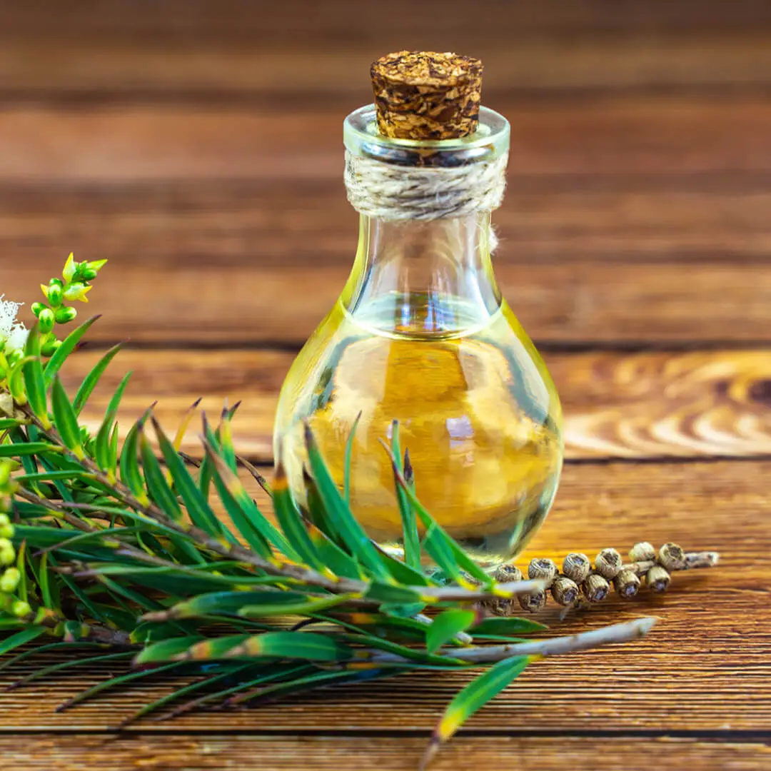 Here Are Some Technical Details About Myrtle Hydrosol