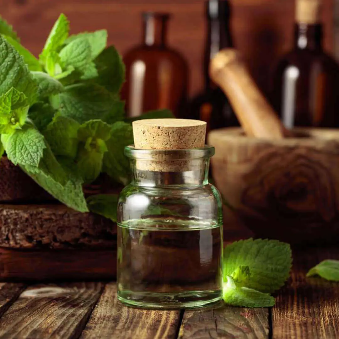 Here Are Some Technical Details About Spearmint Hydrosol