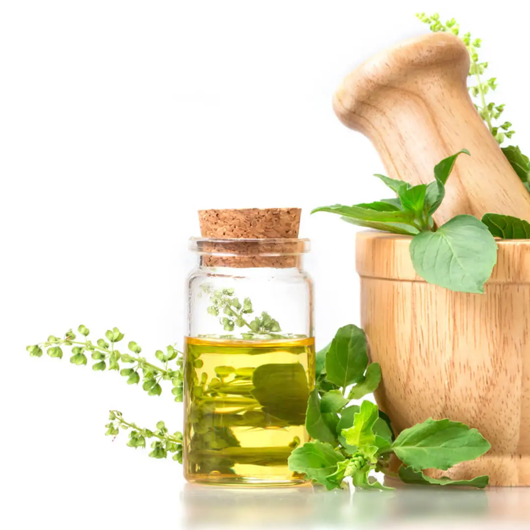 Here Are Some Technical Details About Sweet Basil Hydrosol