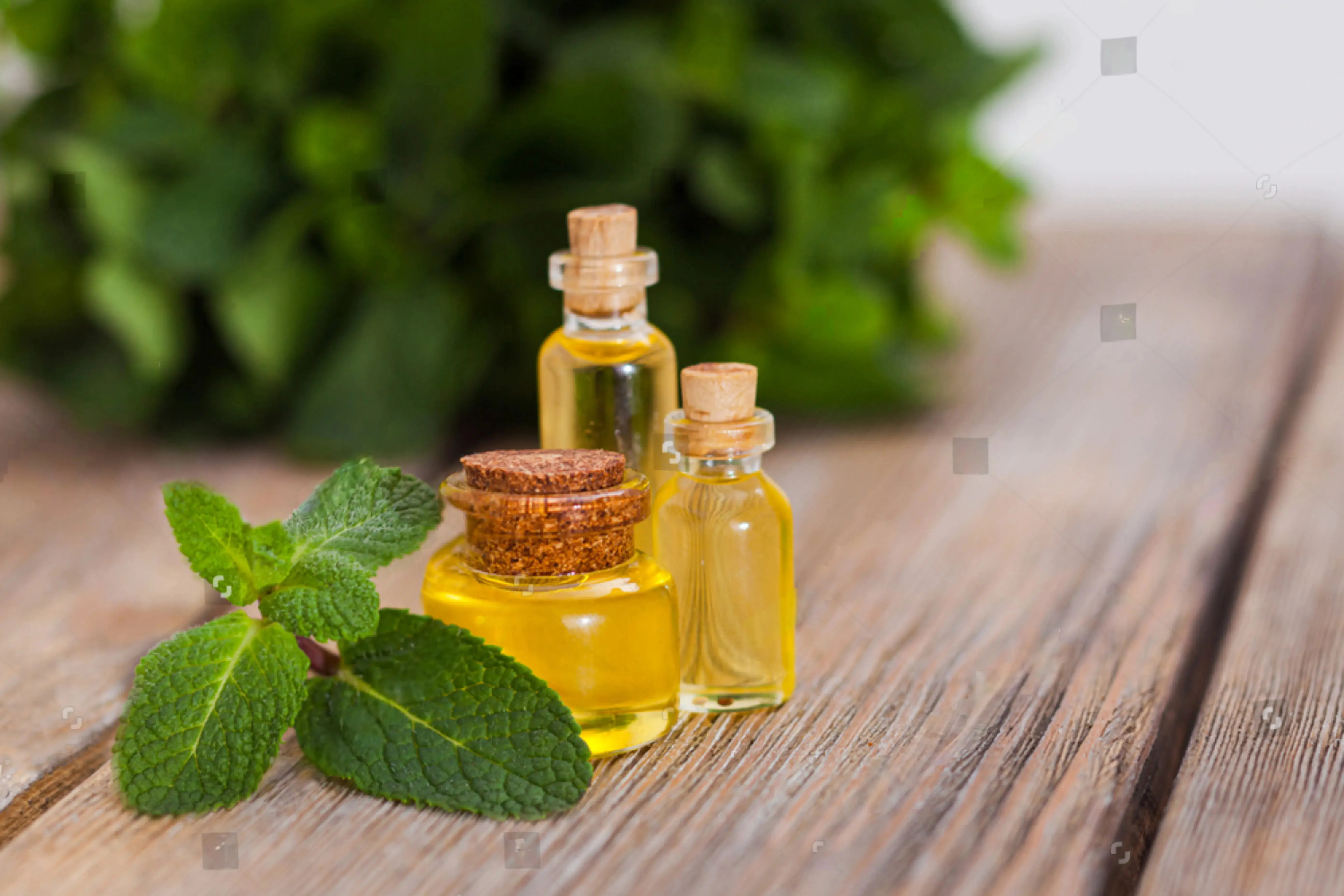 Essential Oil Bulk Suppliers