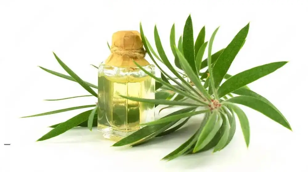 Tea tree oil supplier