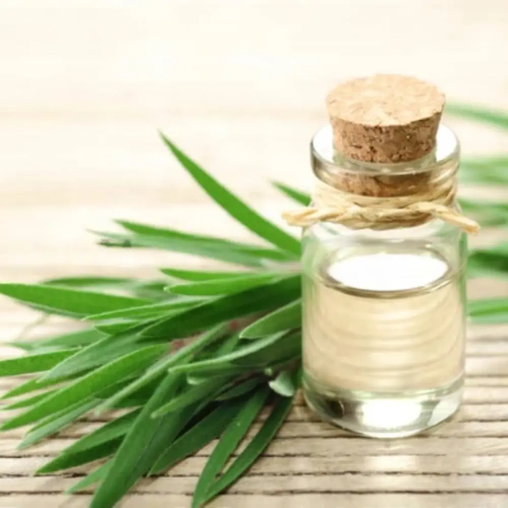 Tea Tree Oil Wholesale