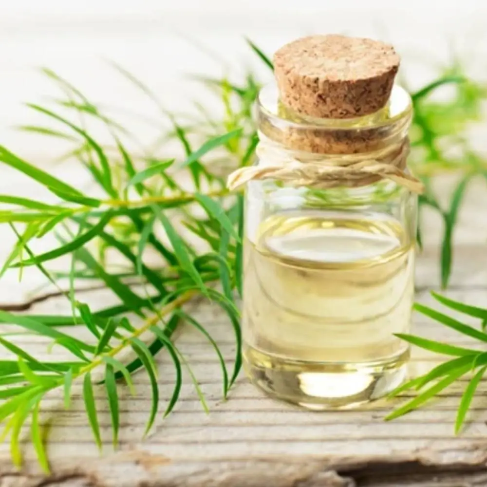 Tea Tree Oil Bulk Supplier