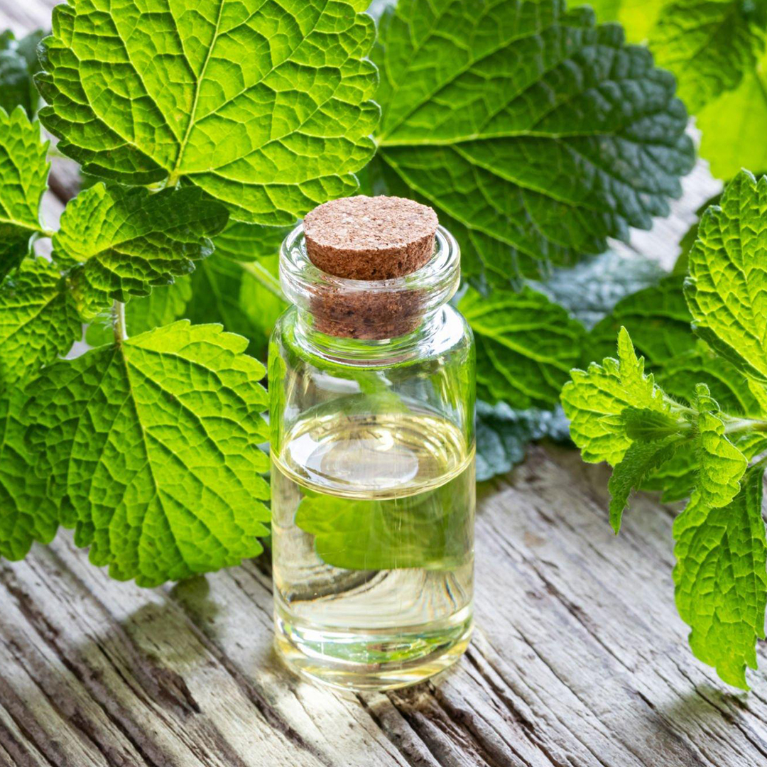 Here Are Some Technical Details About Mentha Citrata Oil 