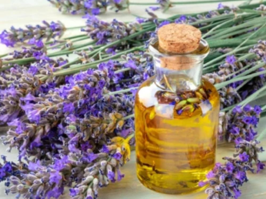 Lavender Oil Wholesale Suppliers